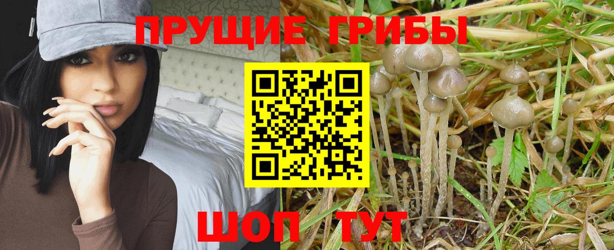 Галлюциногенные грибы Psilocybine cubensis Донской